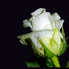 Схема вышивки «Роза белая»