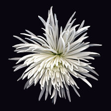 Схема вышивки «Цветок»