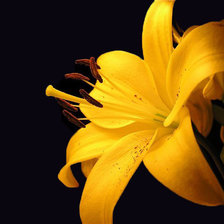 Схема вышивки «Цветок»