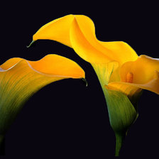 Схема вышивки «цветы»