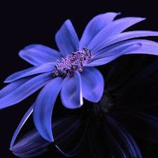 Схема вышивки «Цветок»