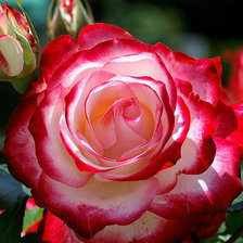 Схема вышивки «Роза»