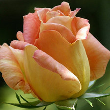 Схема вышивки «Цветок»