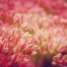 Схема вышивки «цветы»