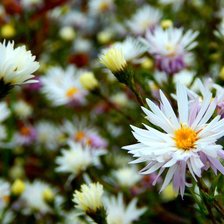 Схема вышивки «белые цветы»