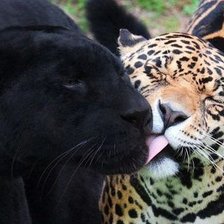 Схема вышивки «нежность»