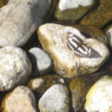 Схема вышивки «Бабочка»