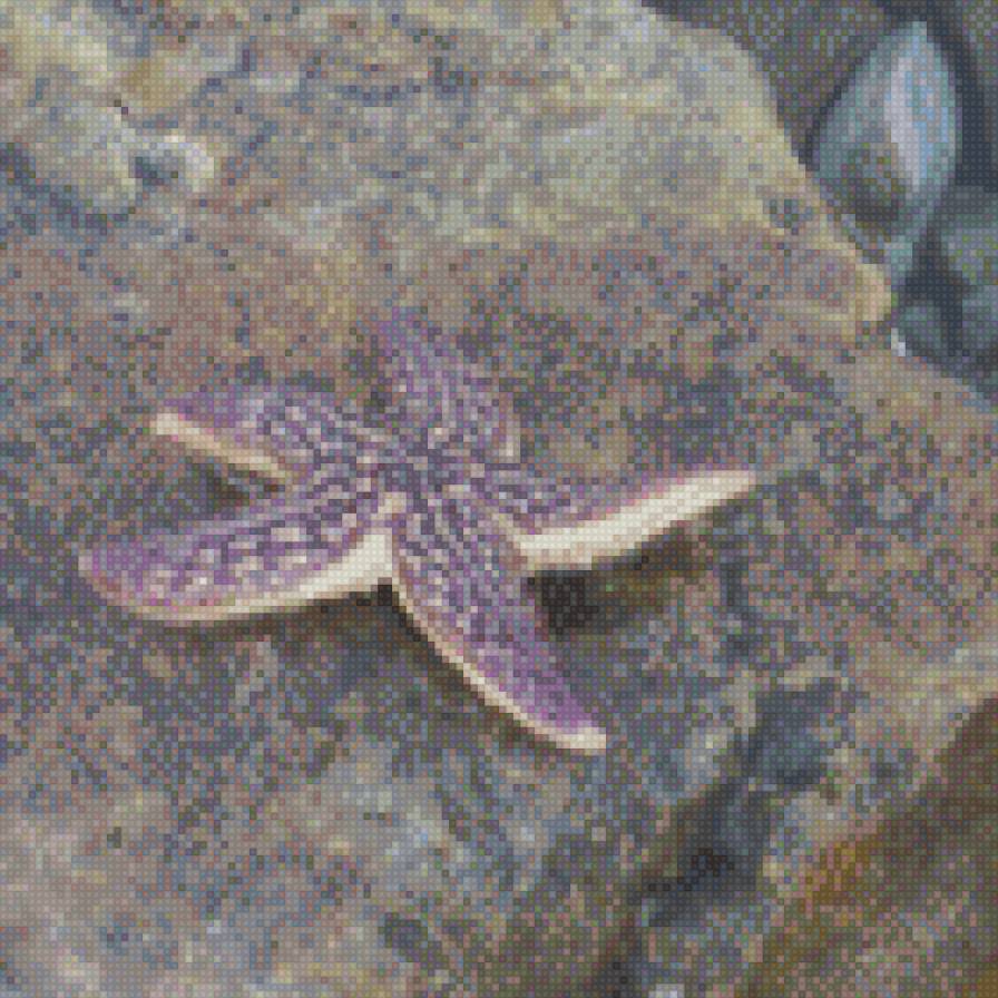 Морская звезда - предпросмотр