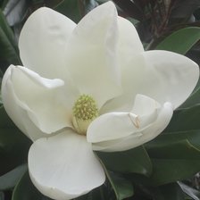 Магнолия