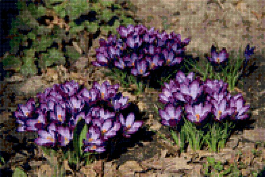 крокусы - цветиы, весна - предпросмотр