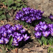 крокусы