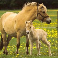 Схема вышивки «Нежность»