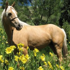 лошадь на лугу