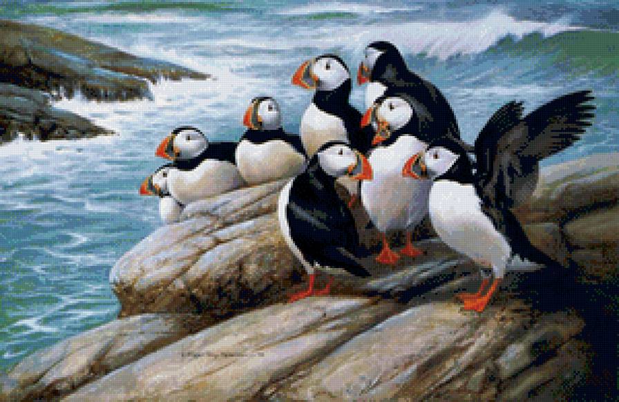 птичий базар - птицы, стая, север - предпросмотр