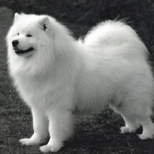 Схема вышивки «самоед»