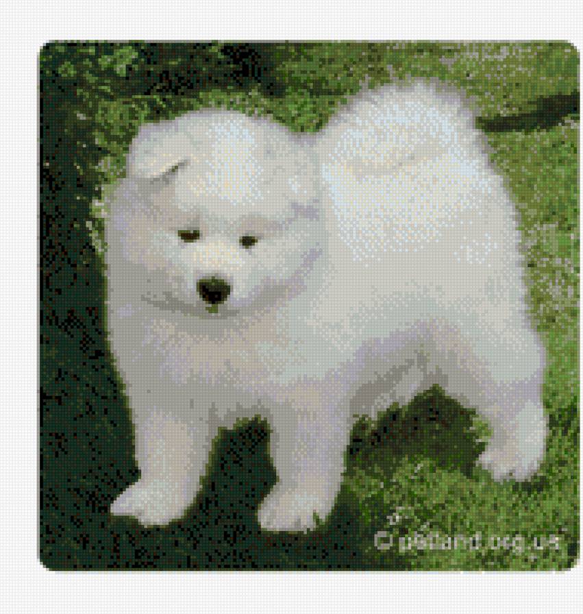 щенок самоеда - собаки, щенки - предпросмотр