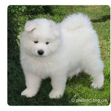 Схема вышивки «щенок самоеда»