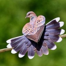 Голубь-сердце.