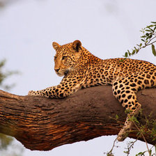 Схема вышивки «леопард»