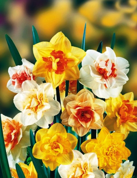 Нарциссы - цветы, нарциссы - оригинал
