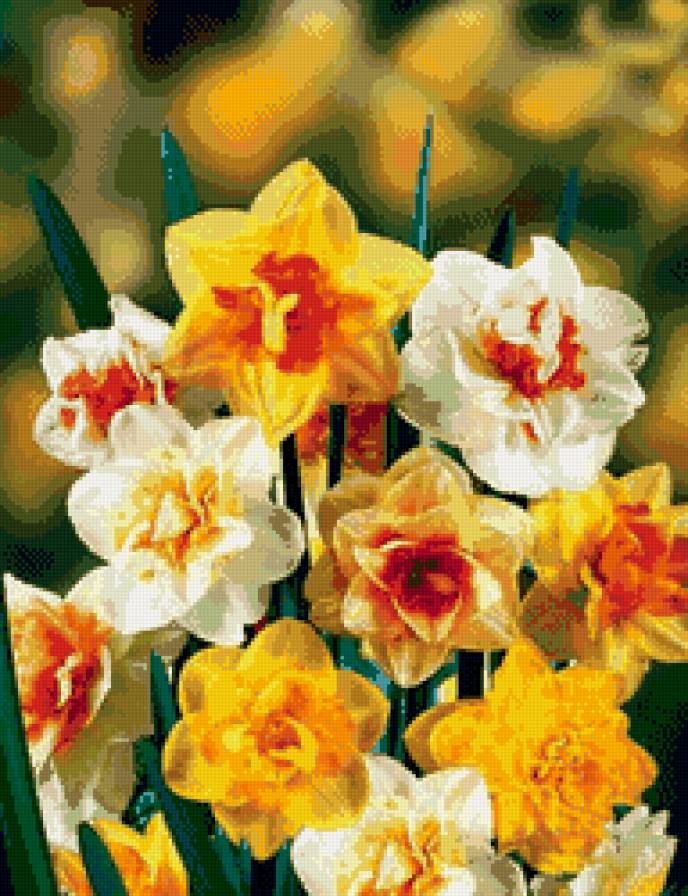 Нарциссы - цветы, нарциссы - предпросмотр