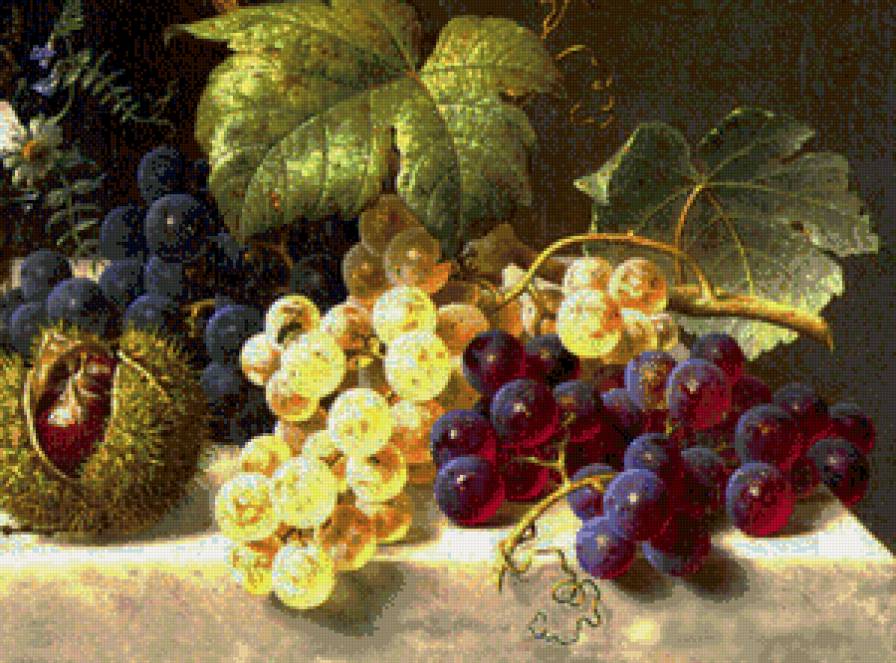 Грозди винограда - виноград - предпросмотр