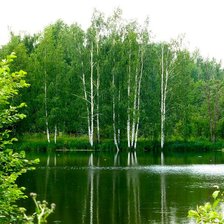 Схема вышивки «березки у воды»