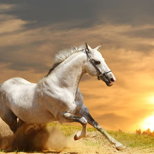 Схема вышивки «белая лошадь»