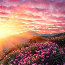 Схема вышивки «Поле цветов»