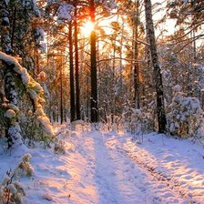 Схема вышивки «зимний лес»