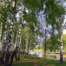 Схема вышивки «Березки у воды»