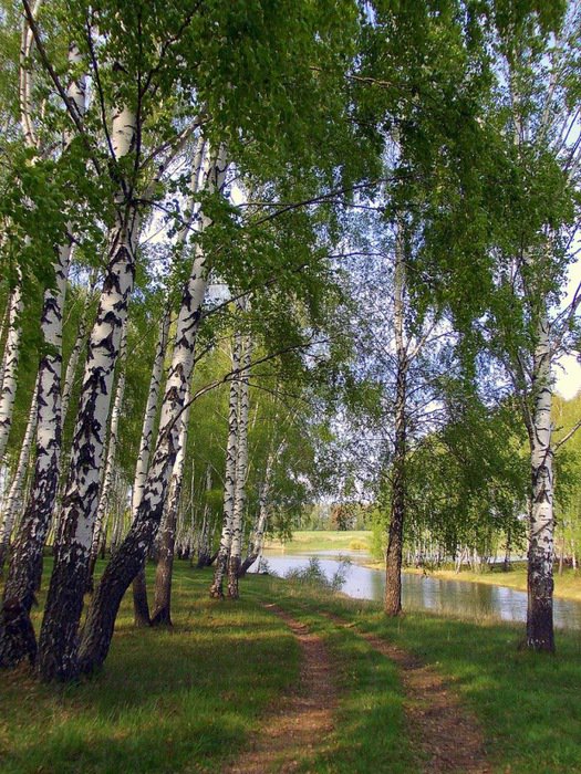 березовая роща - тропинка, лес, березы, пейзаж. природа. лето - оригинал