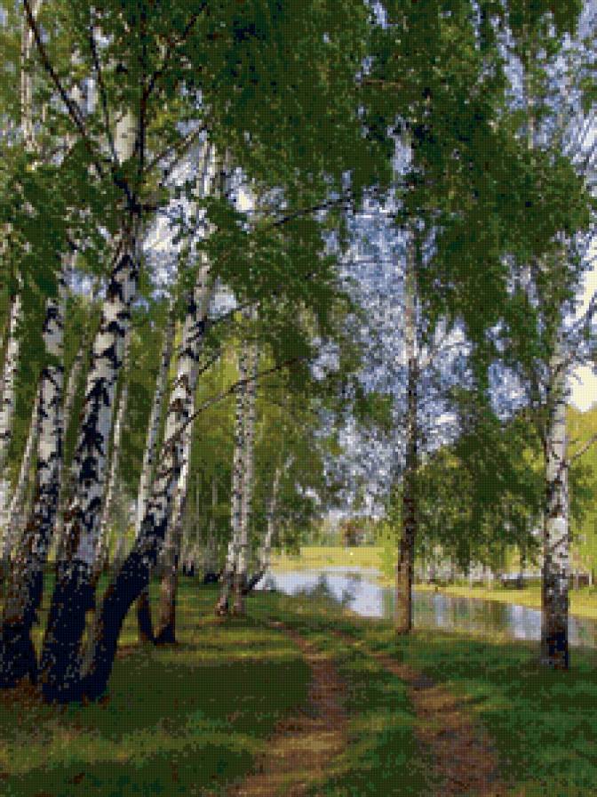 березовая роща - пейзаж. природа. лето, березы, тропинка, лес - предпросмотр