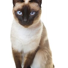 Схема вышивки «сиамская кошечка»