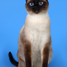 сиамская кошечка