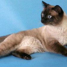 Схема вышивки «сиамская кошечка»