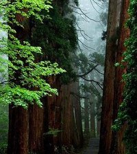 Схема вышивки «роща»