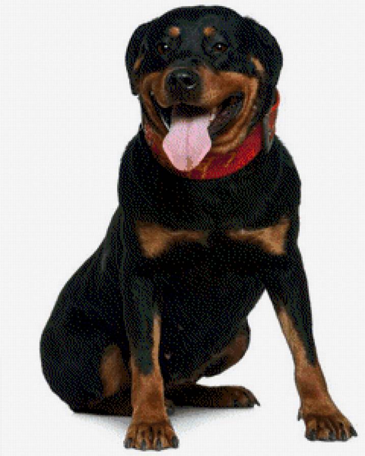 Rottweiler - animales - предпросмотр