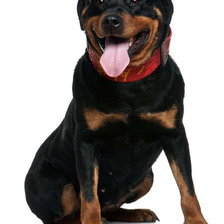 Схема вышивки «Rottweiler»