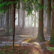 Схема вышивки «Солнце в весеннем лесу.»