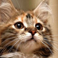 Схема вышивки «Любопытство.»