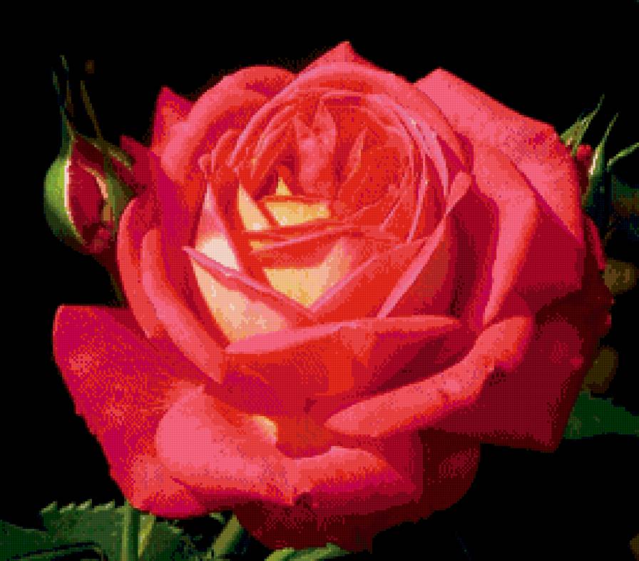 Солнечная роза. - роза, цветок - предпросмотр