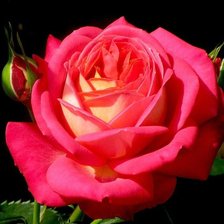 Схема вышивки «Солнечная роза.»