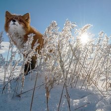 Схема вышивки «лиса»