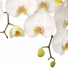 Схема вышивки «орх»