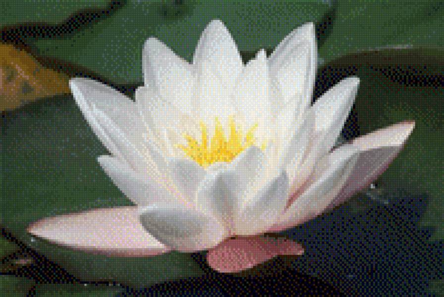 Квіти 2 - рослини, квіти, природа - предпросмотр