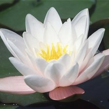 Схема вышивки «Квіти 2»