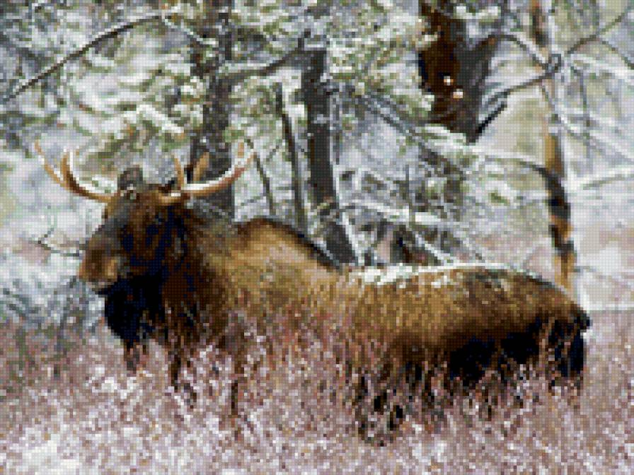 лось зимой - природа. животные, пейзаж, зима - предпросмотр