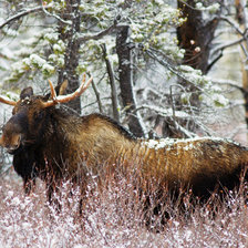 Схема вышивки «лось зимой»