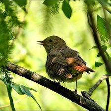 Схема вышивки «птенец»